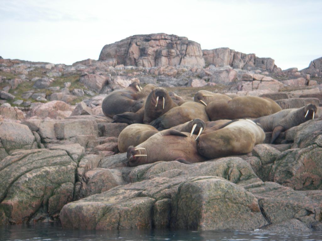 Walrus lying on rocks
