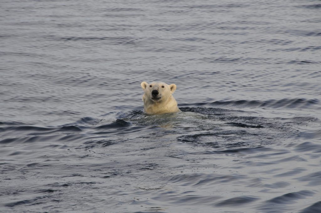 Head of a polar bear looking out of the water